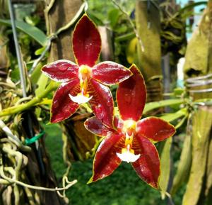 <i>Phalaenopsis</i> Eiderstedt