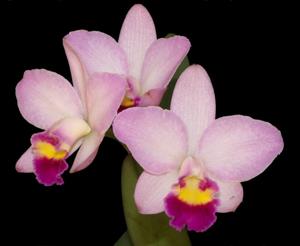 Cattlianthe Japanese Beauty