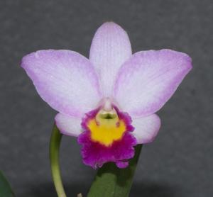 Cattlianthe Japanese Beauty