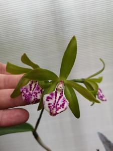 Brassocattleya Binosa
