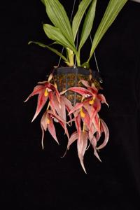 Paphinia Majestic
