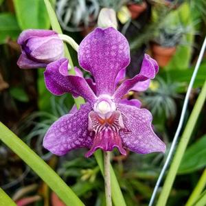 <i>Papilionanda</i> Chao Praya Violet