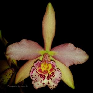 Rhynchobrassoleya Copper Queen