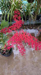 Renanthera Singaporeans