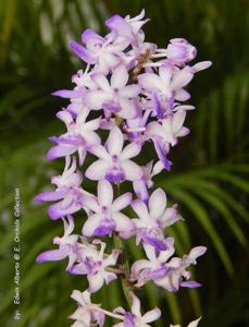 Rhynchodenia Magic Wand