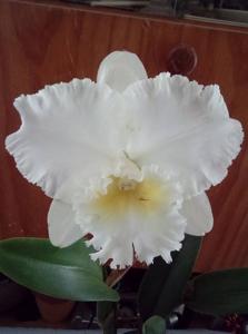 <i>Rhyncholaeliocattleya</i> Burdekin Bells-Burdekin Future