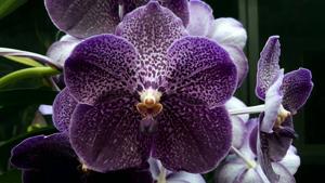 Vanda Uraiwan Belle