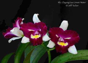 Rhyncholaeliocattleya Chyong Guu Linnet