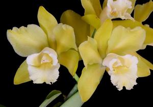 Rhyncholaeliocattleya Hawaiian Passion
