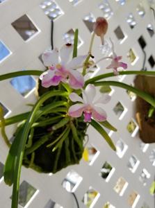 <i>Vanda</i> LOC Lamecina