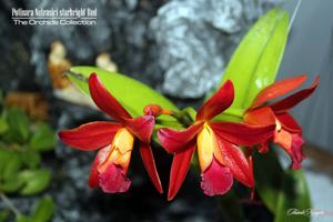 Rhyncattleanthe Netrasiri Starbright