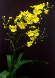 Oncidesa Gower Ramsey