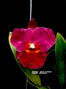 Rhyntonleya Jane Fumiye