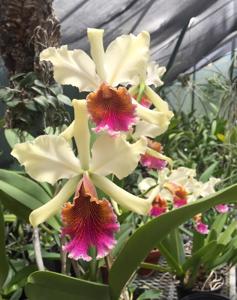 Cattleya Triumphans