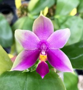 Phalaenopsis Samera