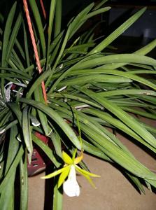 <i>Encyvola</i> cordata-tampensis