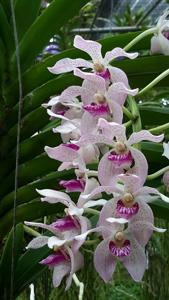 Rhynchovanda Tariflor Sweety