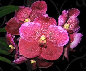 Vanda Robert's Delight