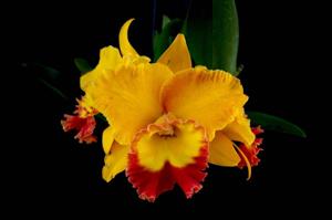 Rhyncholaeliocattleya Nonthaburi Fortune