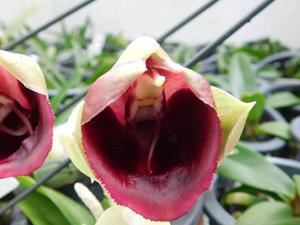 <i>Catasetum</i> Everana Grade