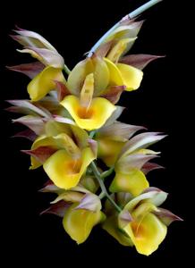 Catasetum tapiriceps