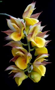 Catasetum tapiriceps