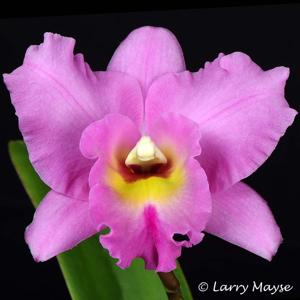 <i>Rhyncatlaelia</i> Canyon Echo