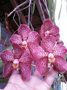 <i>Vanda</i> Kulwadee Fragrance-floresensis