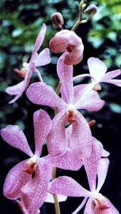 Aranda Christine