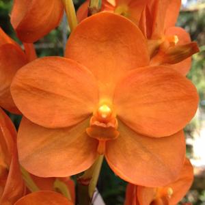<i>Vanda</i> Brighton's Gold