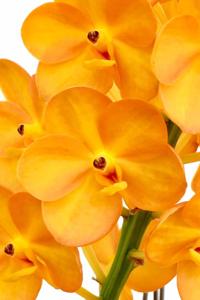 <i>Vanda</i> Vilairat