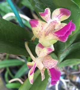<i>Aerides</i> quinquevulnera-houlletiana