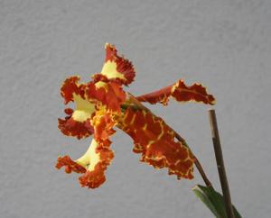 Psychopsis Mariposa