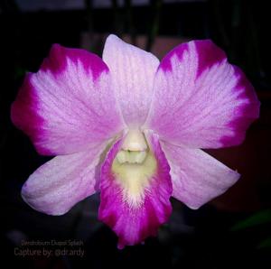 Dendrobium Ekapol