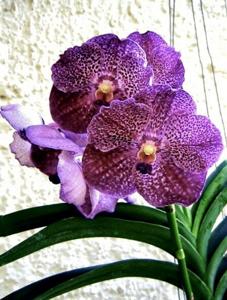 <i>Vanda</i> Fantastic Fanfare