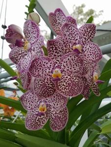 Vanda Kulwadee Fragrance