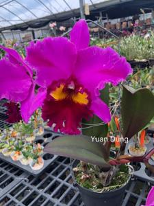 Rhyncholaeliocattleya Young-Min Dancer
