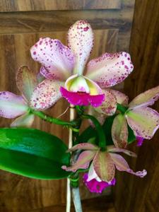 Rhyncholaeliocattleya Durigan