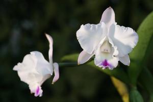 Laeliocattleya Angel Heart