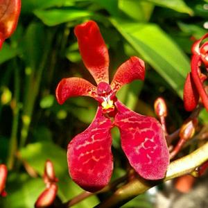 Renanthera Nancy Chandler