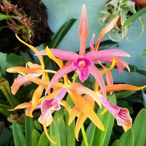 Brassocattleya Golden Glory