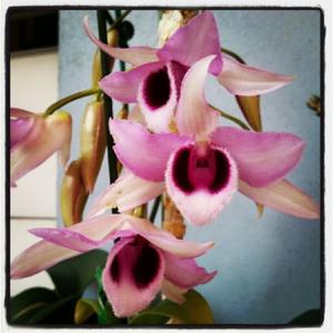 Dendrobium Hsinying Sweetscent