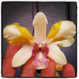 Dendrobium Nopporn Starbright