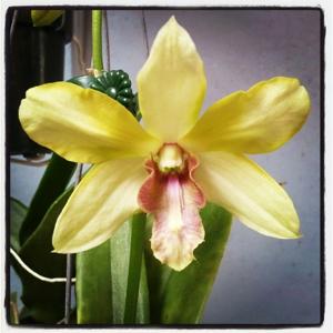 Dendrobium Nopporn Starbright