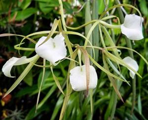 Brassavola Little Stars