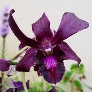 Dendrobium Bertha Chong-Blue Violetta