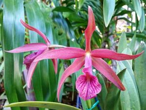 Brassocattleya Golden Glory