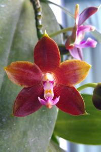 <i>Phalaenopsis</i> Singapore Grower's Joy