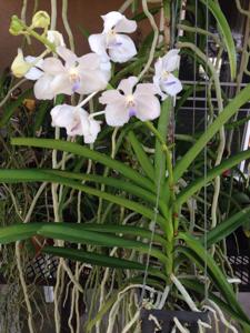 Vandachostylis Thai Frost