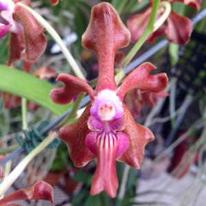 Vanda Lizzy Green